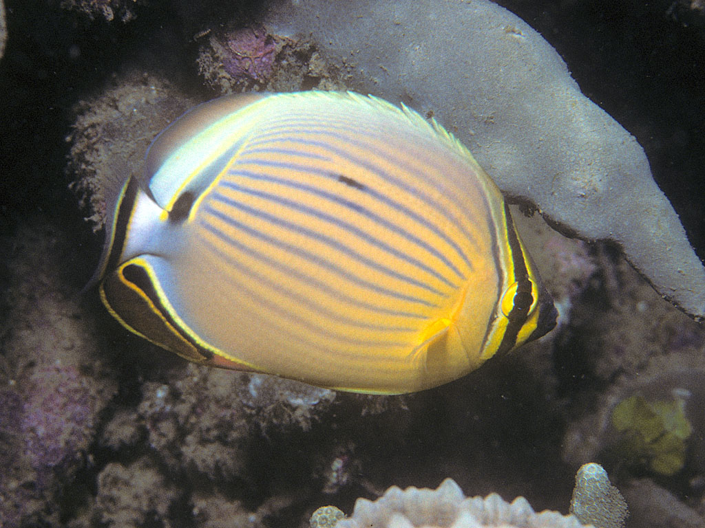 Chaetodon lunulatus (Pesce farfalla ovale)